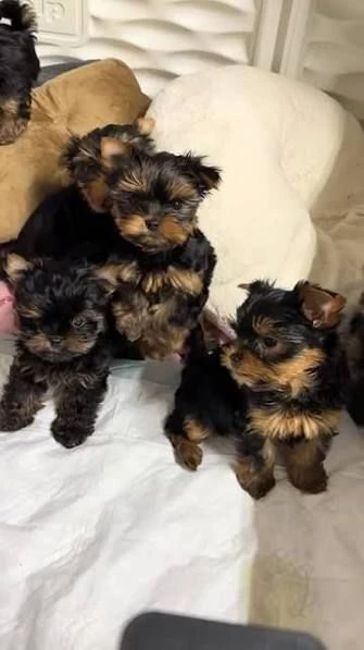 regalo yorkie  dolci cuccioli pronti a trovare la famiglia giusta