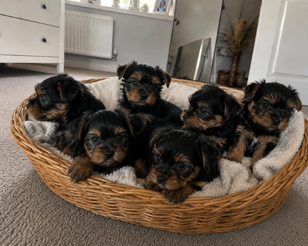 regalo yorkie  cuccioli tenerissimi in cerca di una famiglia