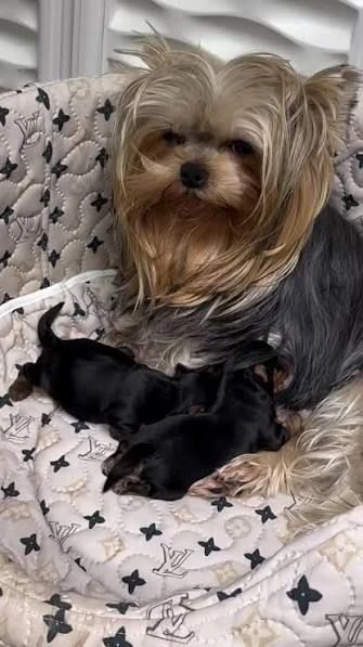  regalo yorkie cuccioli per famiglie amorevoli e responsabili