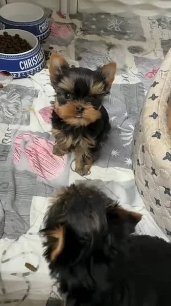 regalo  yorkie cuccioli affettuosi da affidare a famiglie serie