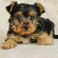 regalo yorkie splendidi cuccioli in cerca di amore e attenzioni