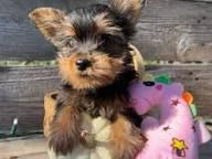  regalo yorkie  cuccioli dolci e socievoli