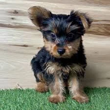 regalo  yorkie cuccioli adorabili pronti per una nuova casa