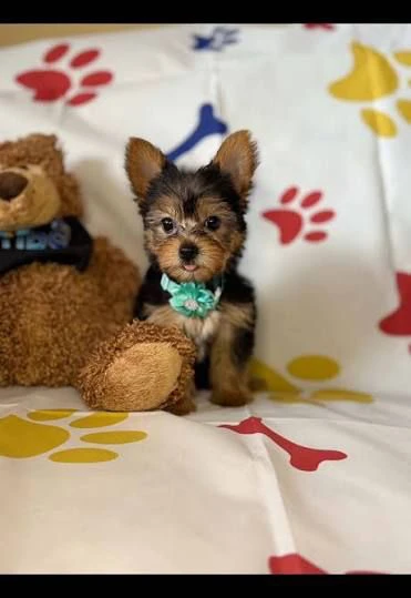 regallo yorkie  cerchiamo famiglie amorevoli per splendidi cuccioli