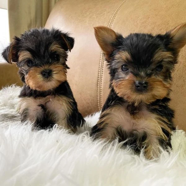 regalo yorkie  cuccioli dolcissimi cercano la loro casa ideale
