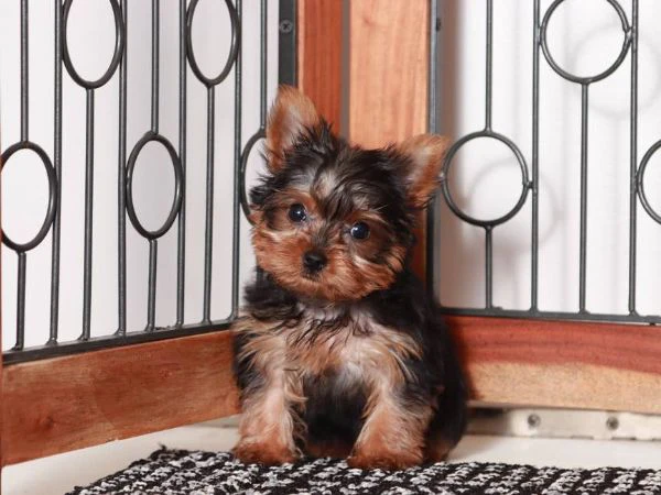 regalo yorkie teneri cuccioli cercano persone affidabili