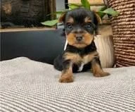 regalo yorkie  cuccioli pieni di energia cercano una casa amorevole