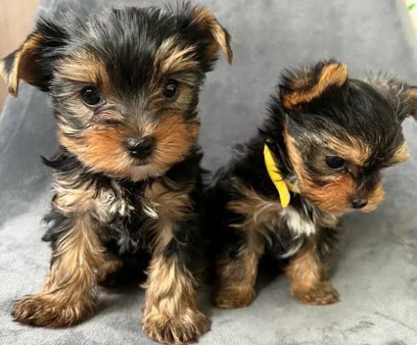  regalo yorkie  piccoli cuccioli a famiglie responsabili