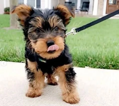 regalo yorkie bellissimi cuccioli cercano una famiglia per sempre
