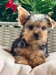 regalo yorkie cuccioli affettuosi e curiosi disponibili per affidamento