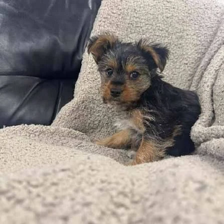 regalo yorkie  piccoli cuori in cerca della loro famiglia