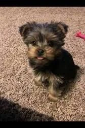 regalo yorkie  splendidi cuccioli da accogliere con amore