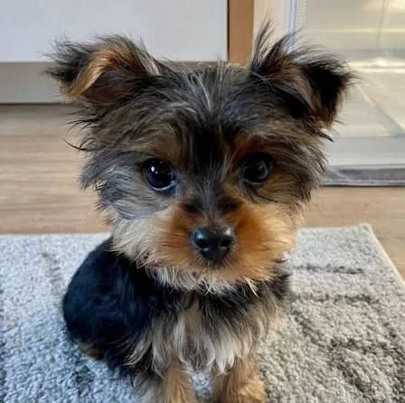 regalo yorkie  cuccioli teneri e giocherelloni cercano casa