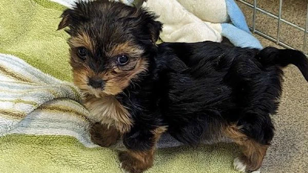 regalo yorkie  una nuova famiglia per questi dolci cuccioli