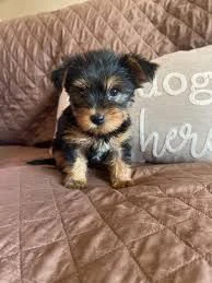 regalo yorkie  regalo cuccioli a persone amanti degli animali