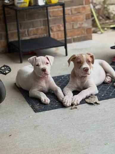 regalo cuccioli pitbull per adozione responsabile