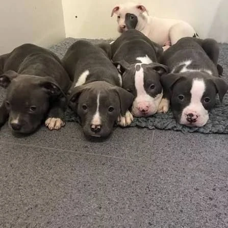 regalo dolci cuccioli pitbull cercano casa per sempre