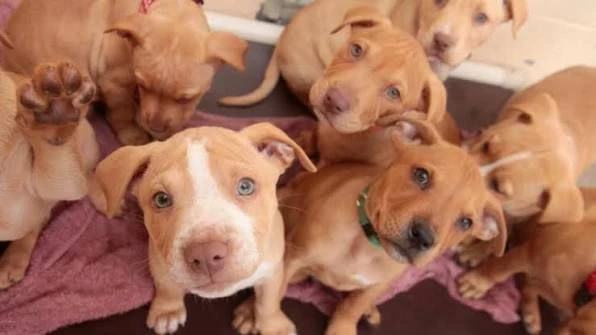 regalo adozione cuccioli pitbull – cerchiamo famiglia amorevole