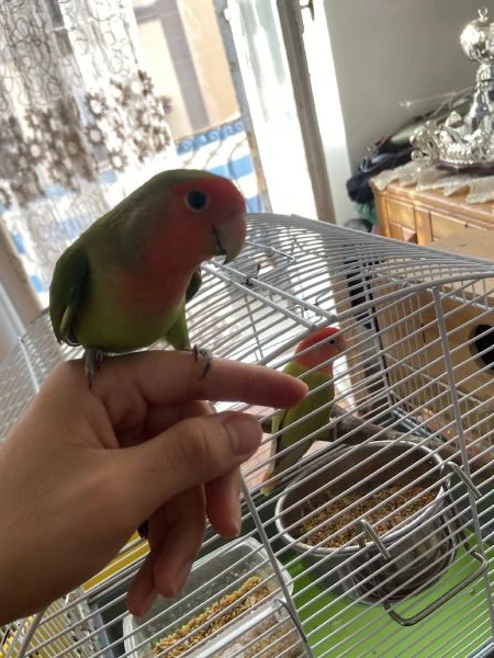 coppia inseoarabili uno svezzato a mano  | Foto 5