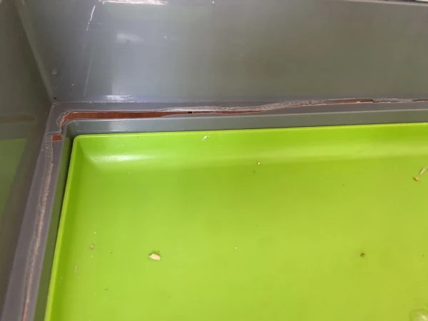 coppia inseoarabili uno svezzato a mano  | Foto 4
