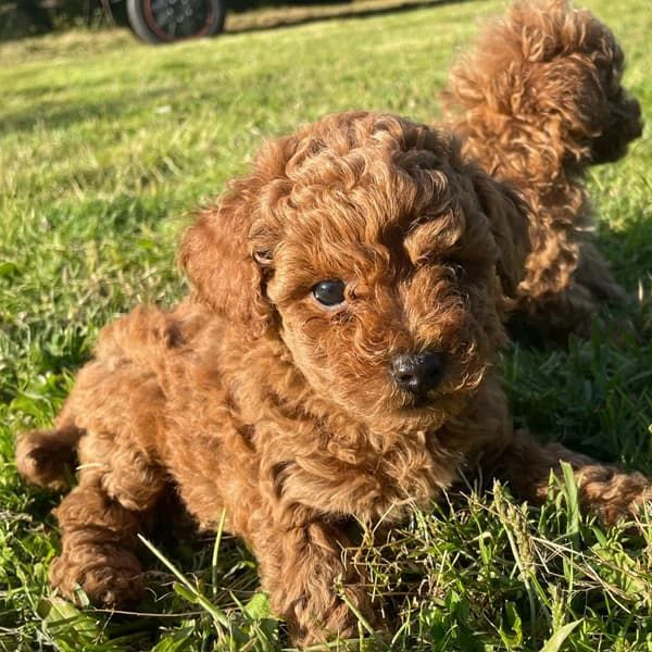 regalo dolcissimi cuccioli di barboncino cercano casa