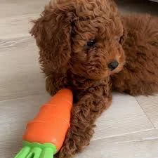 regalo barboncino cuccioli da adottare