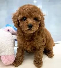 regalo cuccioli di barboncino pronti per una nuova famiglia