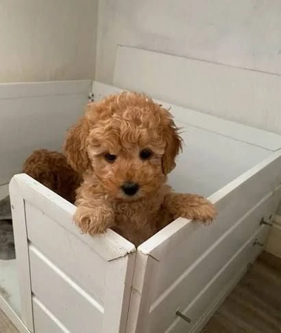 regalo teneri cuccioli di barboncino in adozione