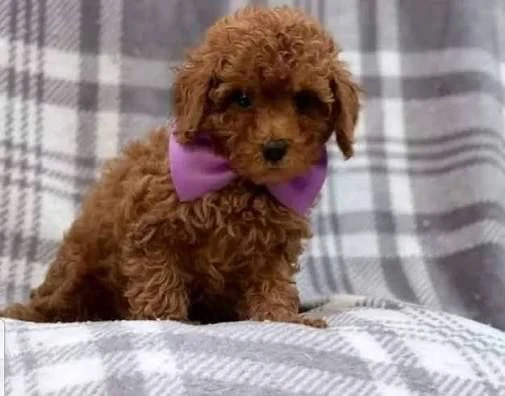 regalo cuccioli di barboncino cercano una casa amorevole
