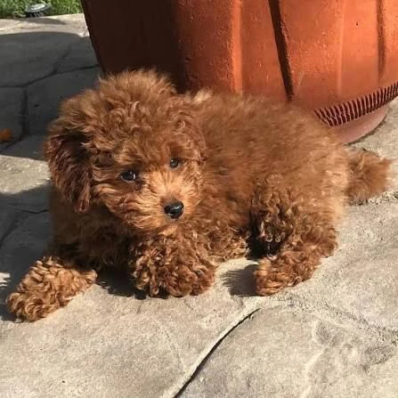 regalo adotta un dolce cucciolo di barboncino
