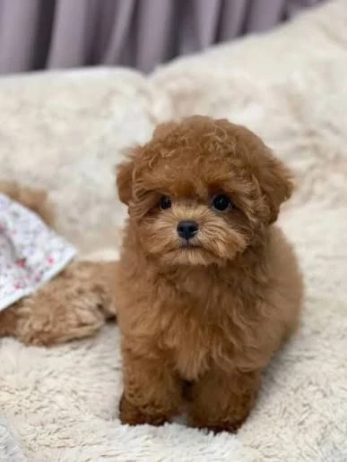 regalo barboncino cuccioli in cerca di una famiglia