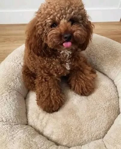 regalo meravigliosi cuccioli di barboncino in adozione