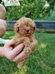 regalo cuccioli di barboncino dolci e affettuosi