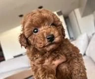 regalo barboncini cuccioli cercano casa