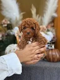regalo cuccioli di barboncino in cerca di una nuova casa