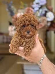 regalo cuccioli di barboncino: una nuova casa li aspetta