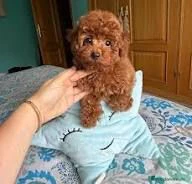 regalo adotta un cucciolo di barboncino
