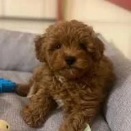 regalo cuccioli di barboncino in cerca di amore