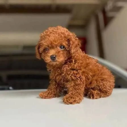 regalo cuccioli di barboncino disponibili per adozione