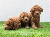 regalo una casa amorevole per un cucciolo di barboncino