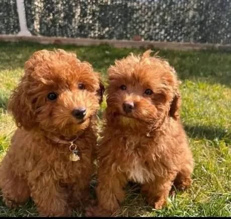 regalo dolci cuccioli di barboncino cercano casa