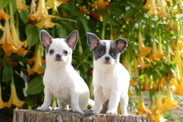 regalo cuccioli chihuahua toy cercano una famiglia amorevole