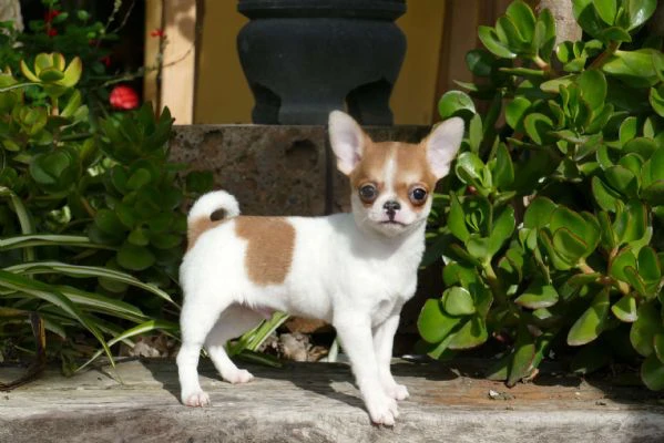 regalo chihuahua toy disponibili per adozione responsabile