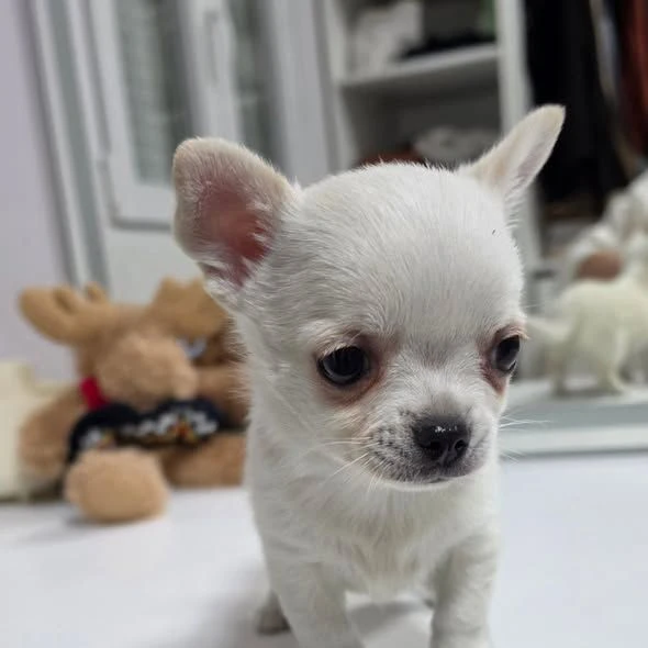 regalo dolcissimi cuccioli chihuahua in cerca di casa