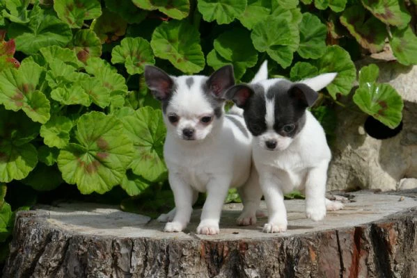 regalo chihuahua toy cuccioli da affidare a famiglie responsabili