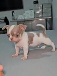 regalo cuccioli chihuahua cercano persone affidabili e amorevoli