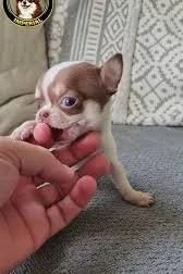regalo dolci chihuahua toy in cerca della loro famiglia