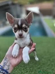 regalo cuccioli chihuahua da affidare con responsabilità