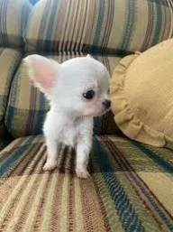 regalo cuccioli chihuahua pronti a trovare la loro famiglia