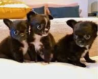 cuccioli chihuahua una nuova famiglia li aspetta